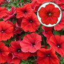 Bild von Petunia P12 Red